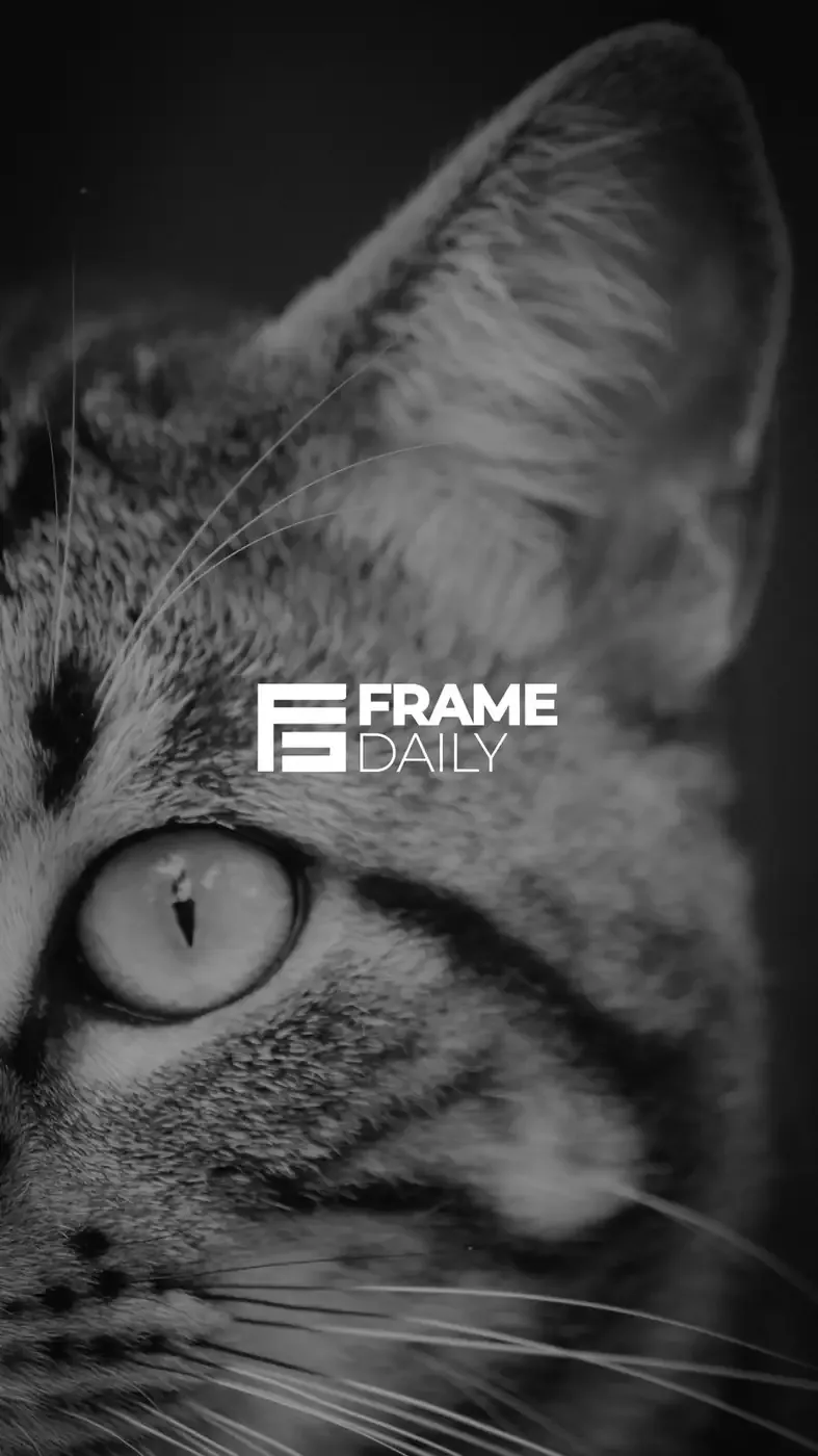 Frame Daily logo over a black and white cat close-up